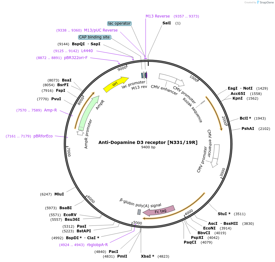 114488-plasmid-map-sequence-id-223009
