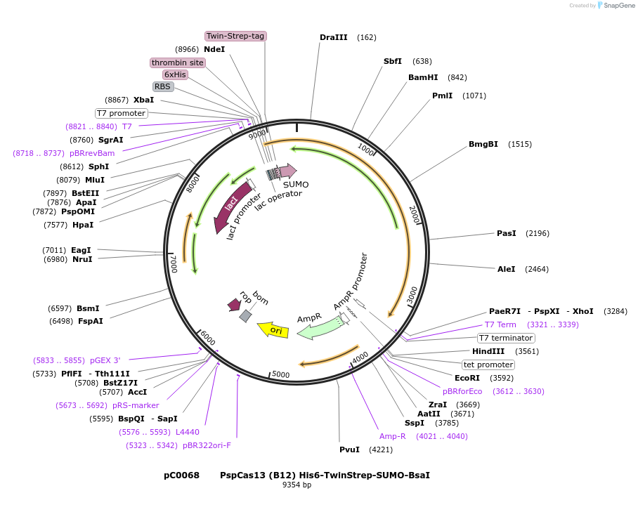 115219-plasmid-map-sequence-id-223010