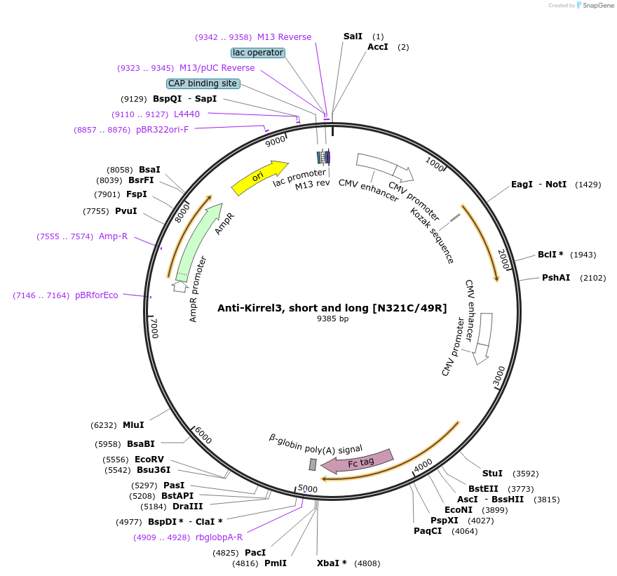 114490-plasmid-map-sequence-id-223029