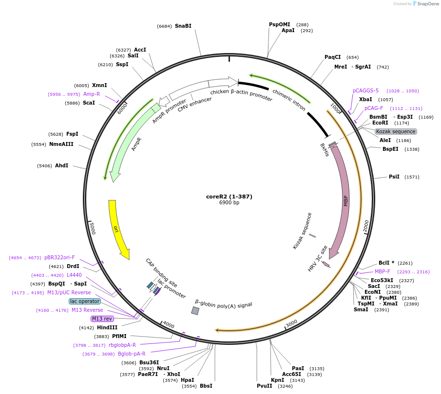 115648-plasmid-map-sequence-id-223042