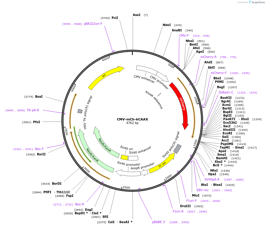 112267-plasmid-map-sequence-id-223043