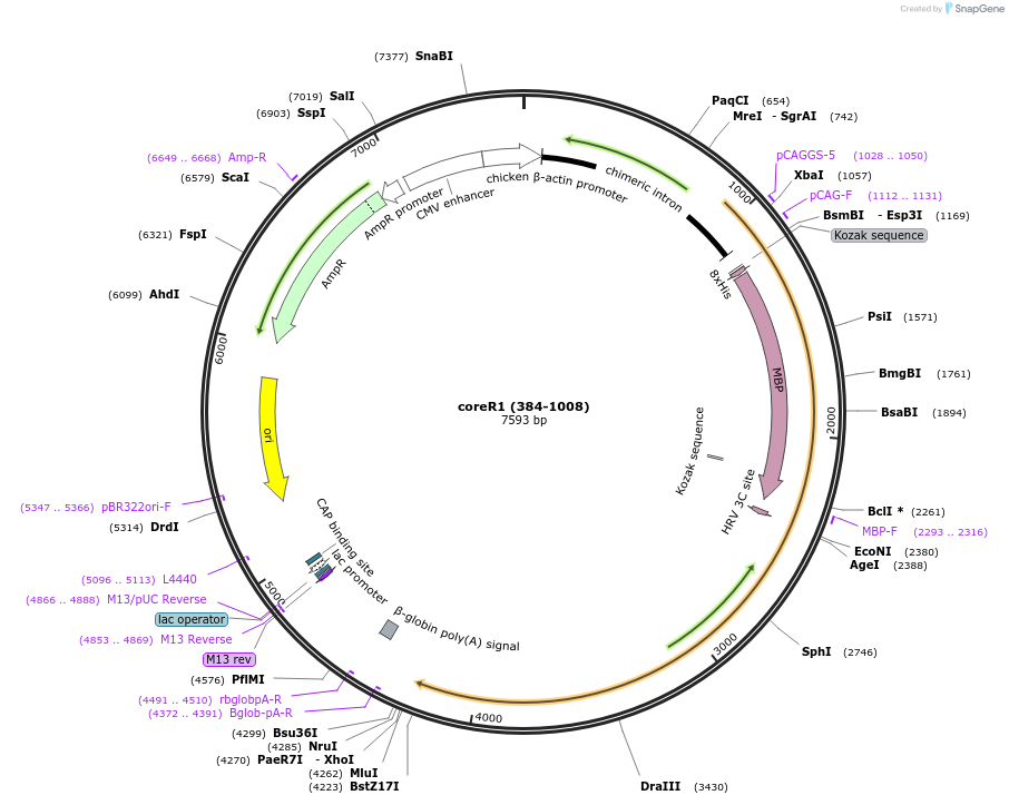 115646-plasmid-map-sequence-id-223047