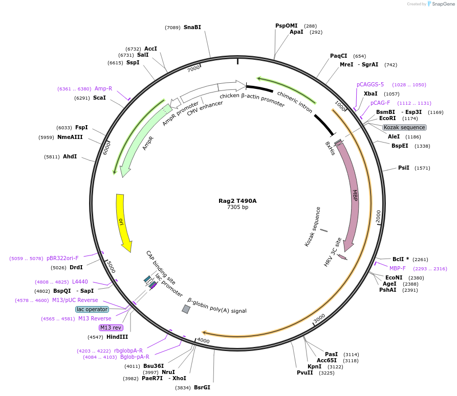 115650-plasmid-map-sequence-id-223049
