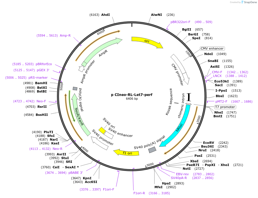115367-plasmid-map-sequence-id-223052