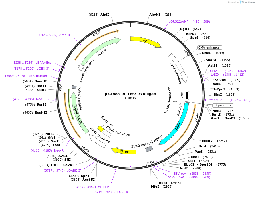 115368-plasmid-map-sequence-id-223053
