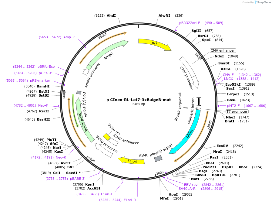 115369-plasmid-map-sequence-id-223055