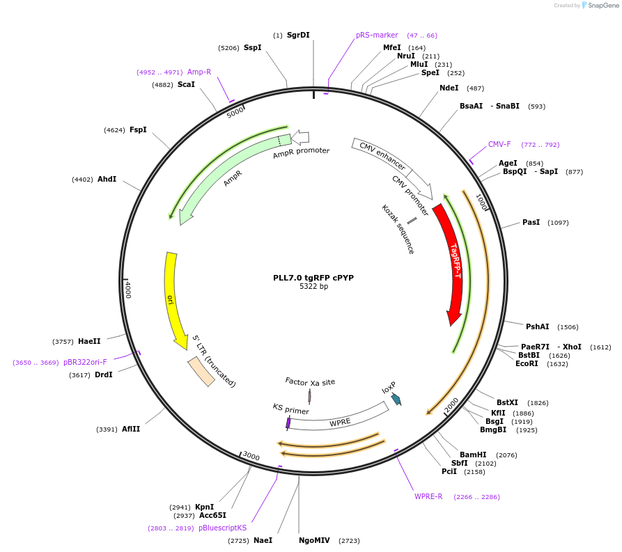 114464-plasmid-map-sequence-id-223056