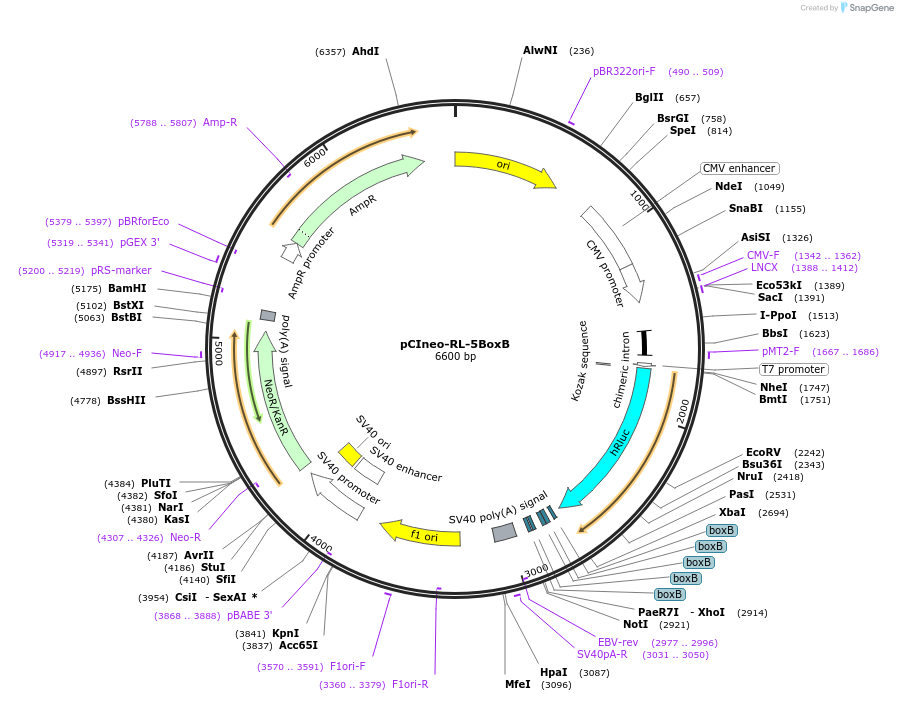115364-plasmid-map-sequence-id-223057