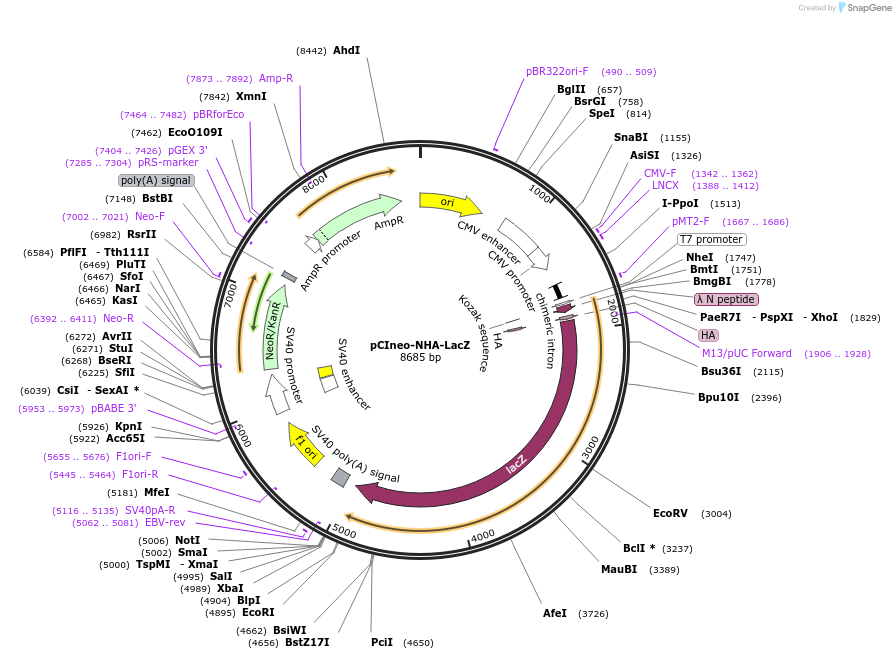 115363-plasmid-map-sequence-id-223064