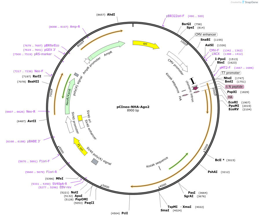 115361-plasmid-map-sequence-id-223065