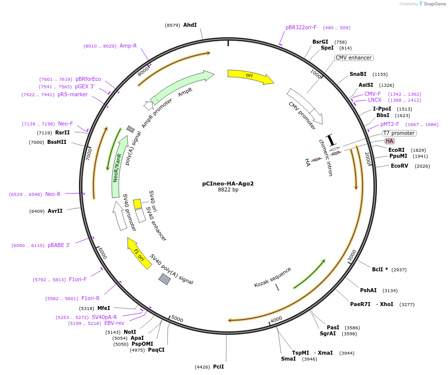 115362-plasmid-map-sequence-id-223066