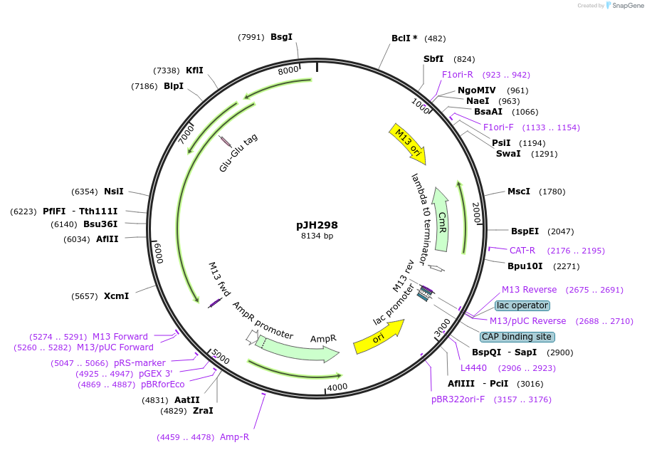 115651-plasmid-map-sequence-id-223078