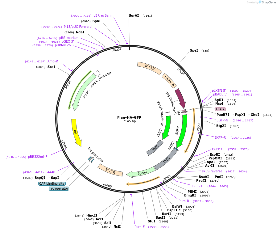 22612-plasmid-map-sequence-id-223080