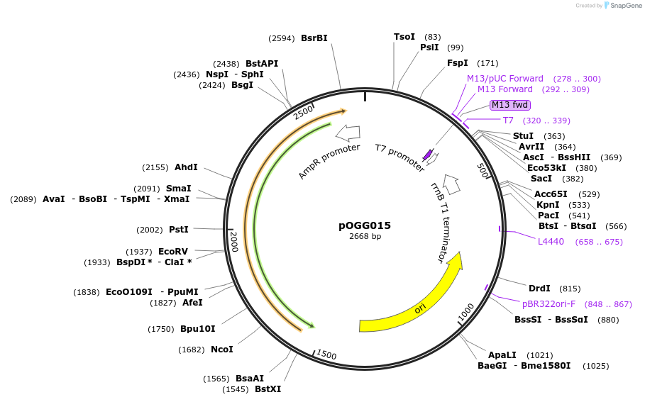 113989-plasmid-map-sequence-id-223087
