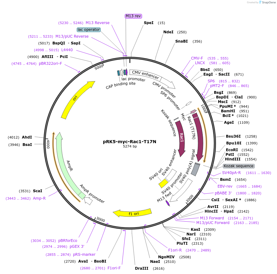 12984-plasmid-map-sequence-id-223318