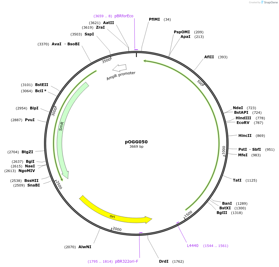113999-plasmid-map-sequence-id-223320