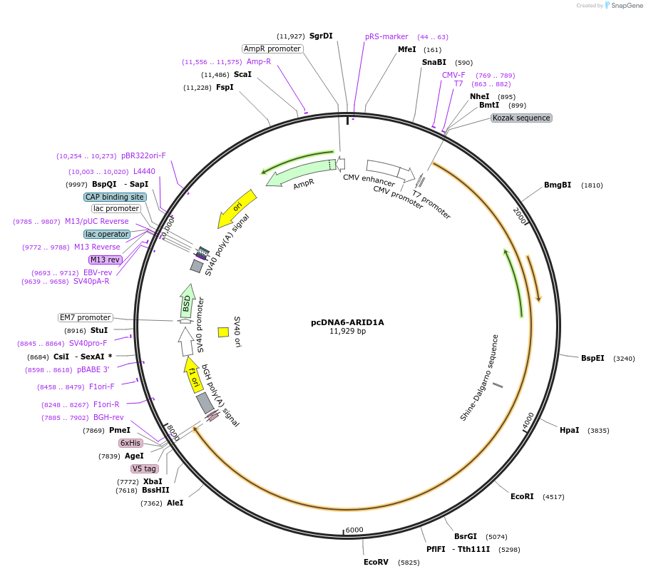 39311-plasmid-map-sequence-id-223321