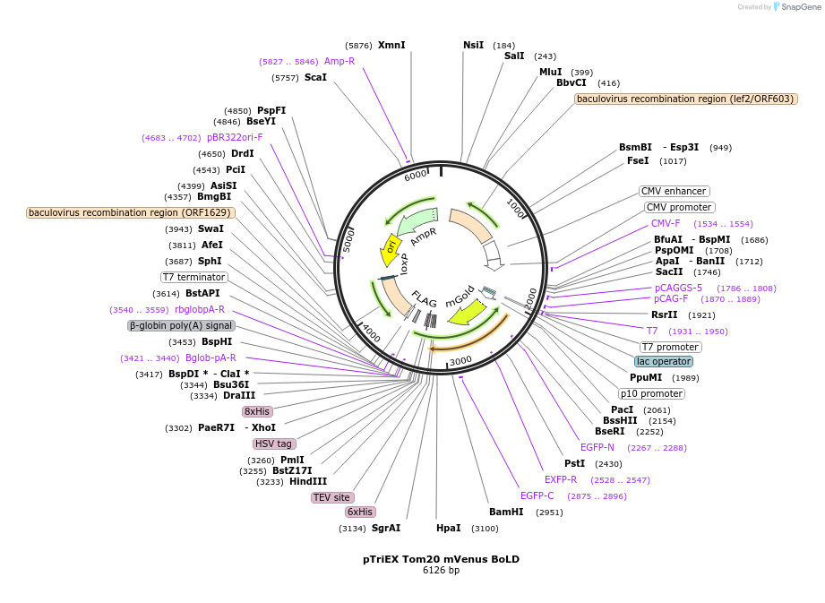 114468-plasmid-map-sequence-id-223325