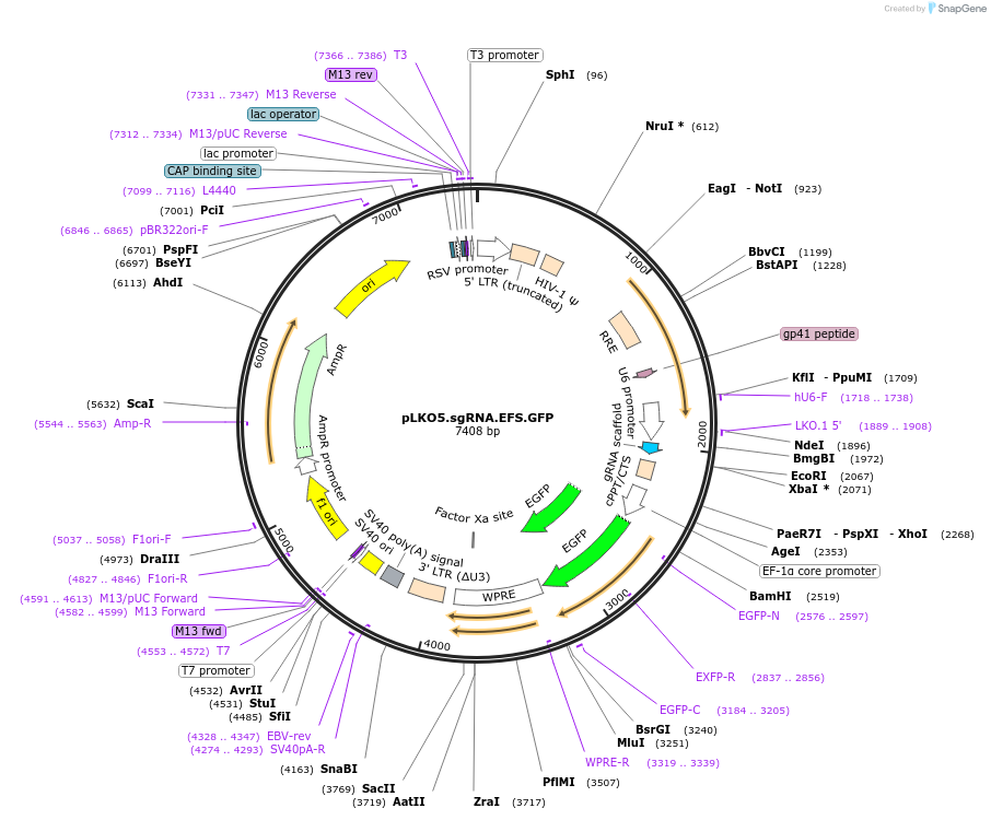 57822-plasmid-map-sequence-id-223328
