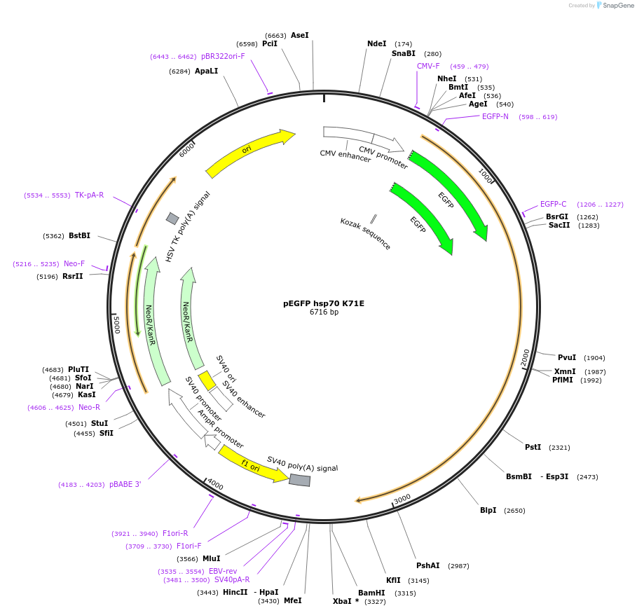 15216-plasmid-map-sequence-id-223356
