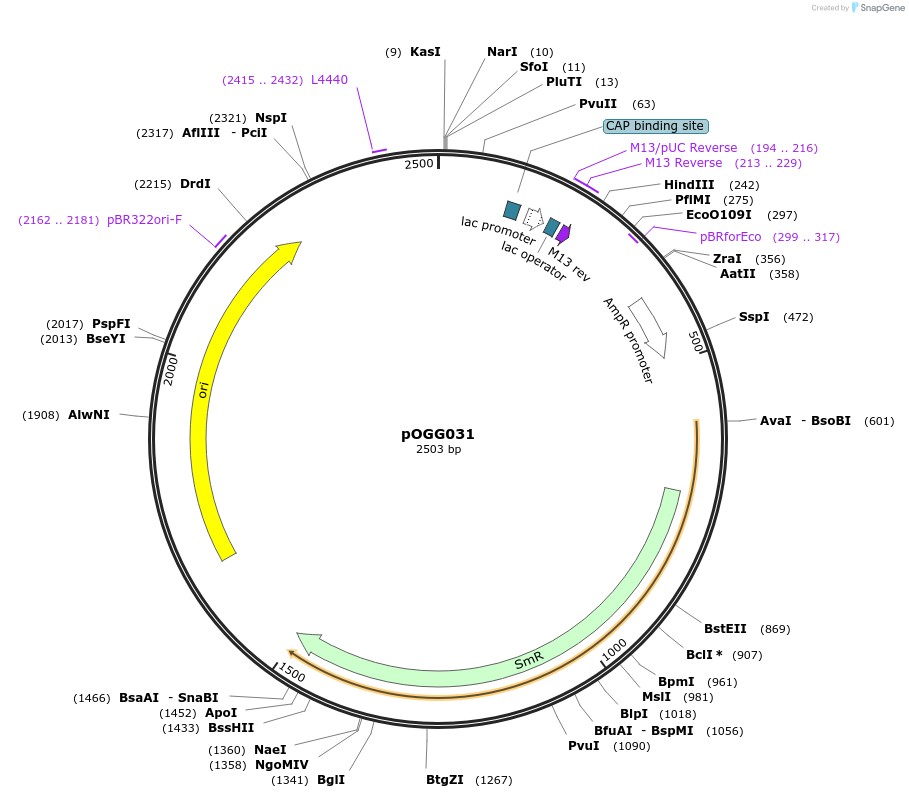 113994-plasmid-map-sequence-id-223385