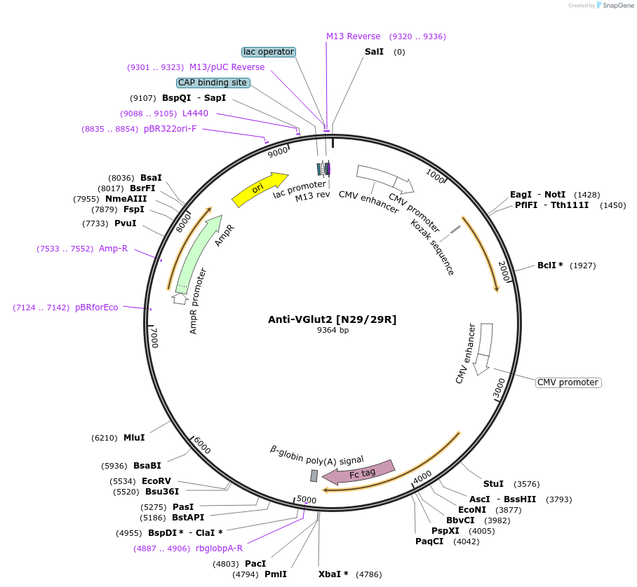 114501-plasmid-map-sequence-id-223397