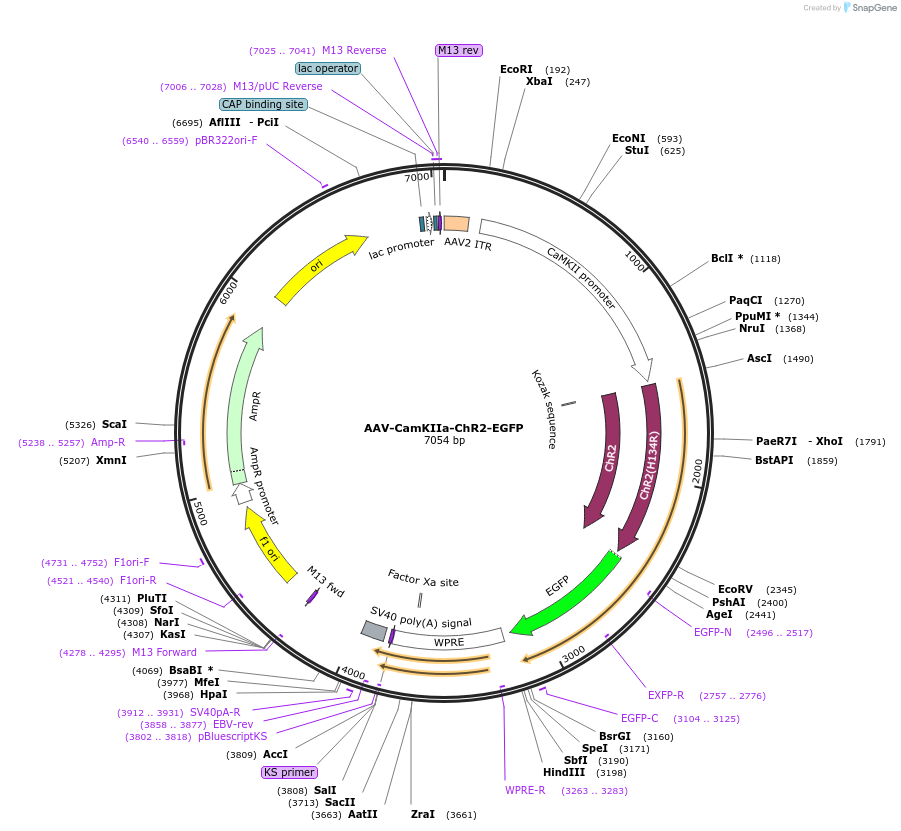114216-plasmid-map-sequence-id-223400