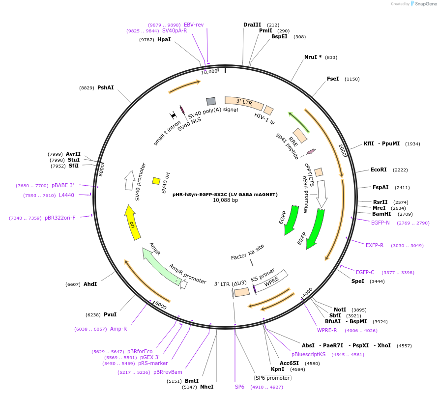 114212-plasmid-map-sequence-id-223406
