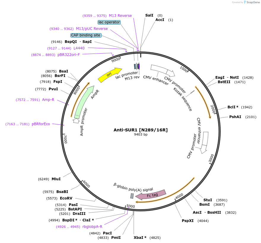 114556-plasmid-map-sequence-id-223422