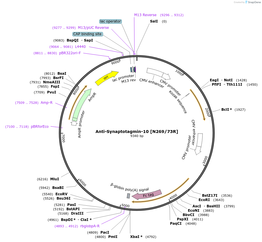 114558-plasmid-map-sequence-id-223426