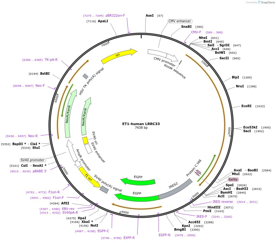 111603-plasmid-map-sequence-id-223478