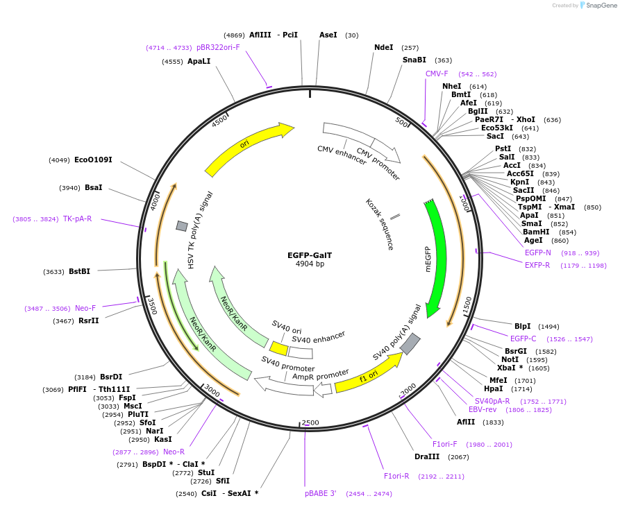 11929-plasmid-map-sequence-id-223481