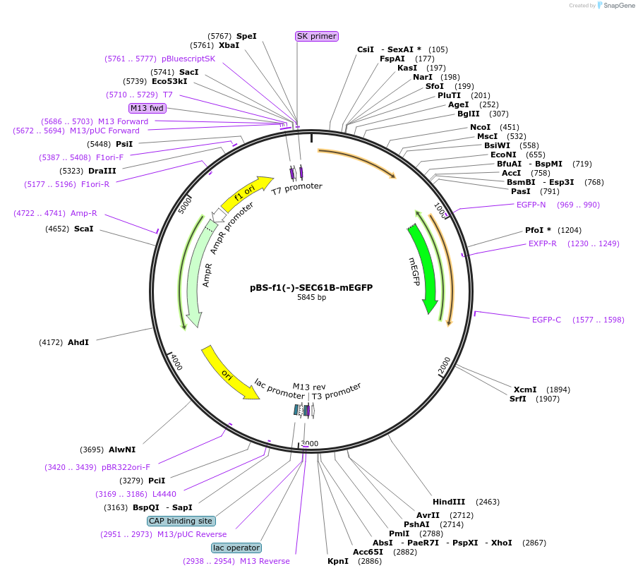 115921-plasmid-map-sequence-id-223489