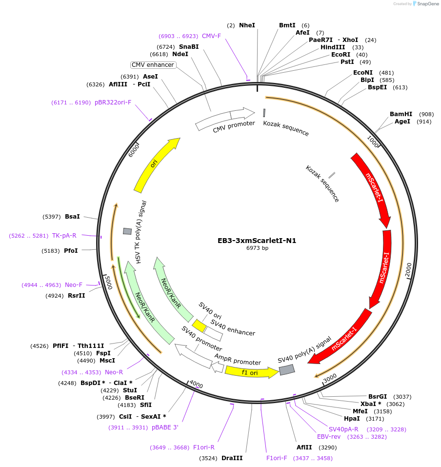 112928-plasmid-map-sequence-id-223510