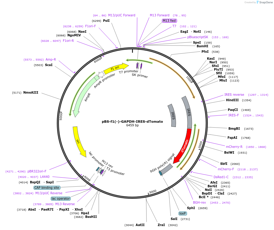 115919-plasmid-map-sequence-id-223514