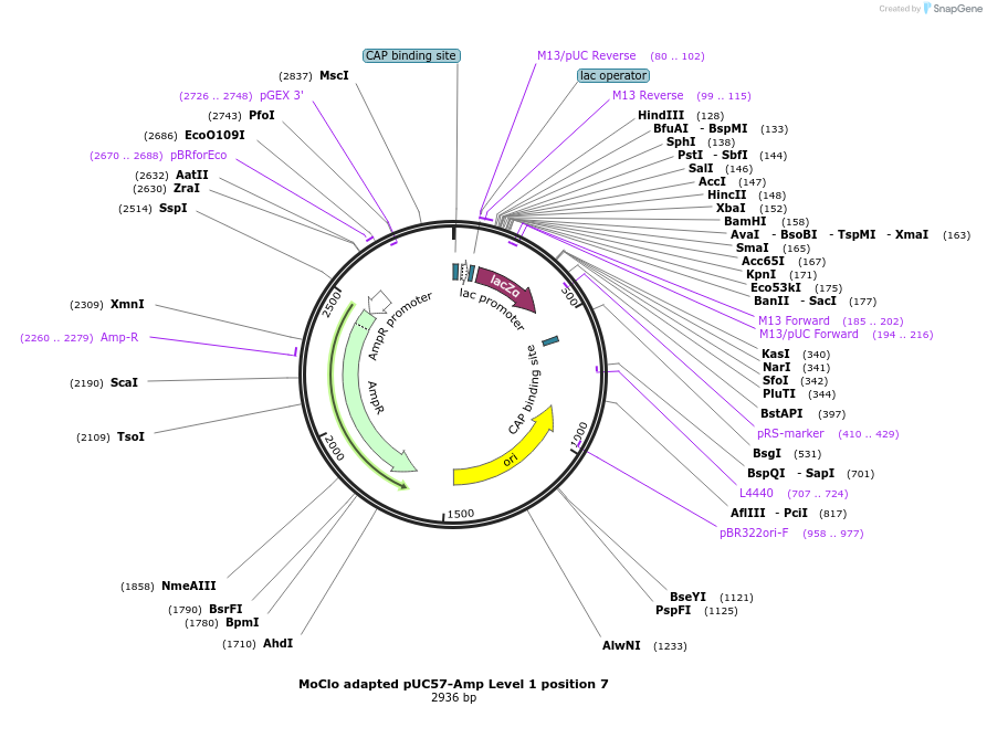113044-plasmid-map-sequence-id-223533