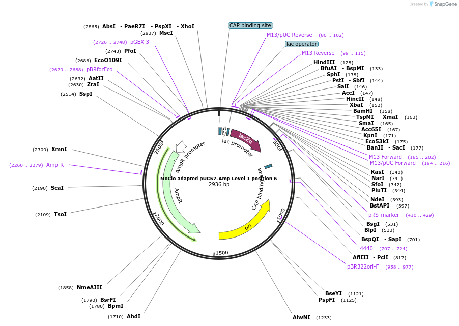 109225-plasmid-map-sequence-id-223537