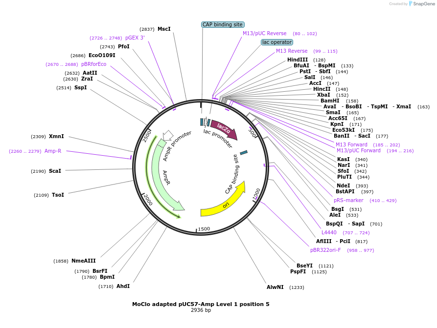 109224-plasmid-map-sequence-id-223544