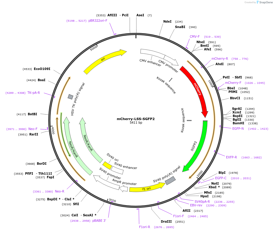 112943-plasmid-map-sequence-id-223564