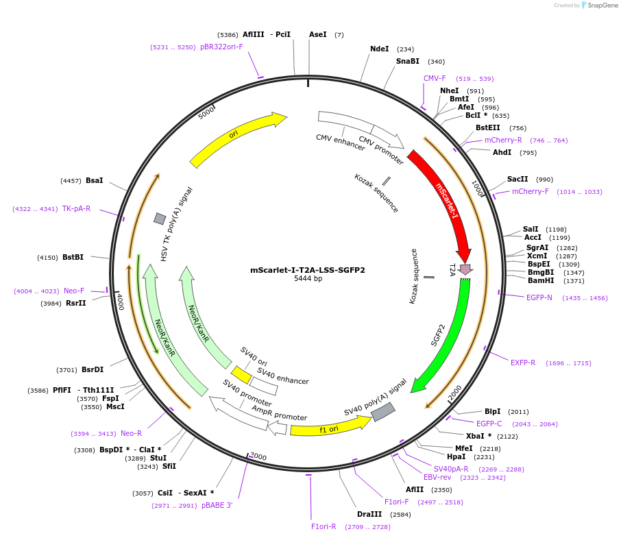 112946-plasmid-map-sequence-id-223584