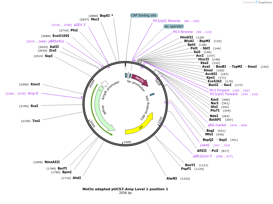 109220-plasmid-map-sequence-id-223586