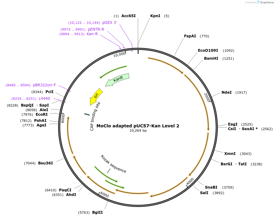 109218-plasmid-map-sequence-id-223588