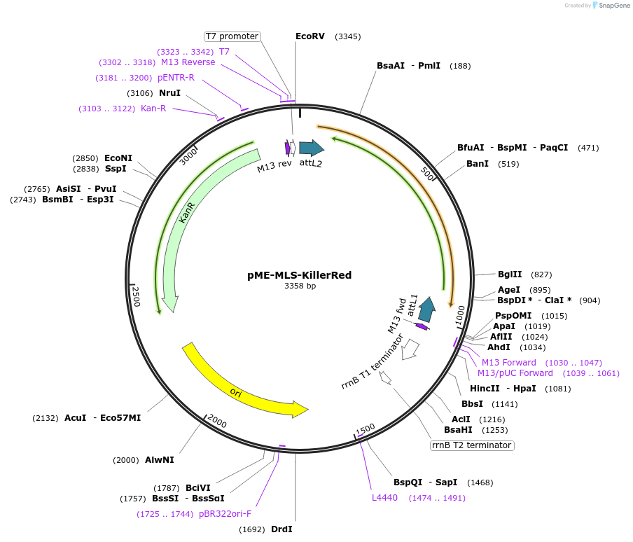 115517-plasmid-map-sequence-id-223591
