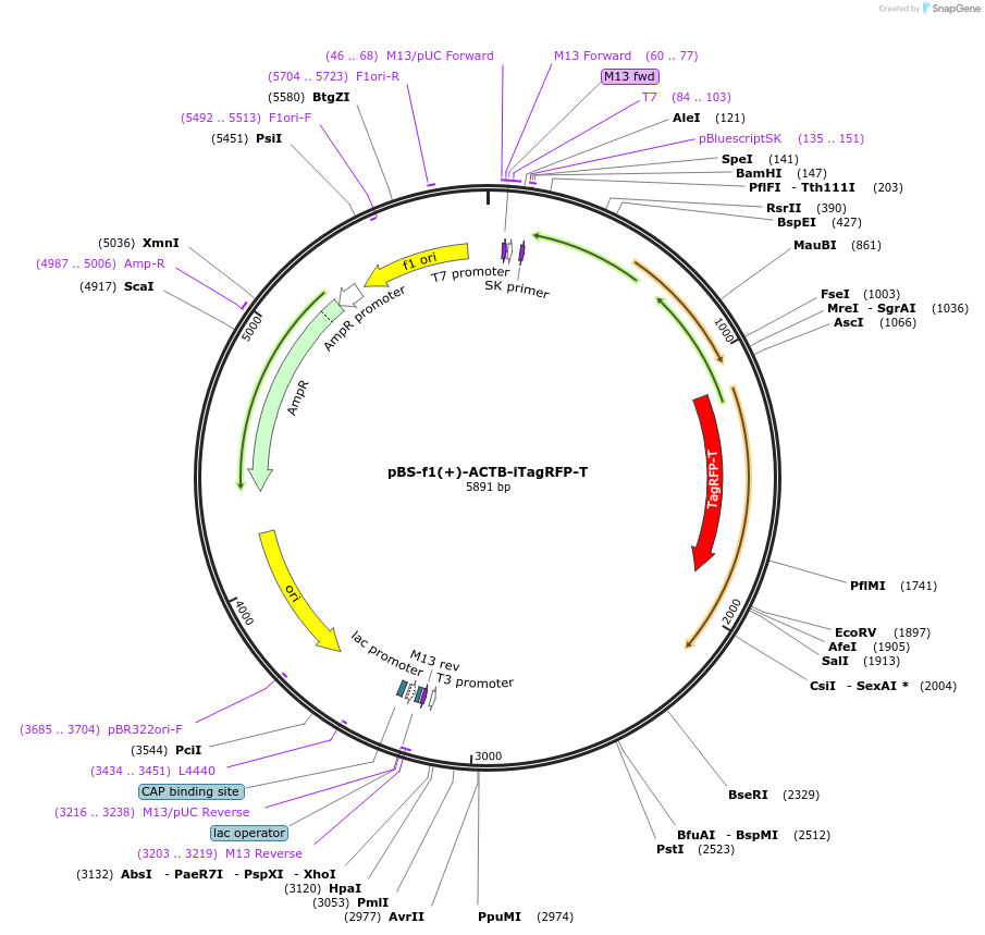 115915-plasmid-map-sequence-id-223592