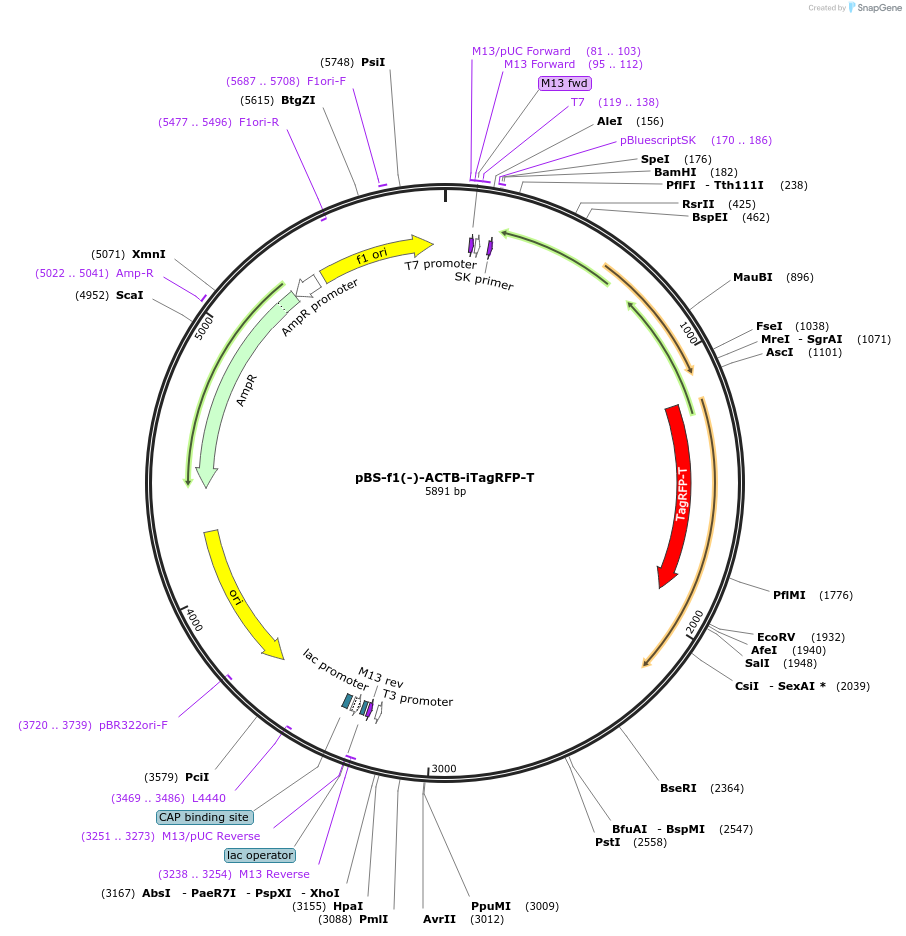 115916-plasmid-map-sequence-id-223594