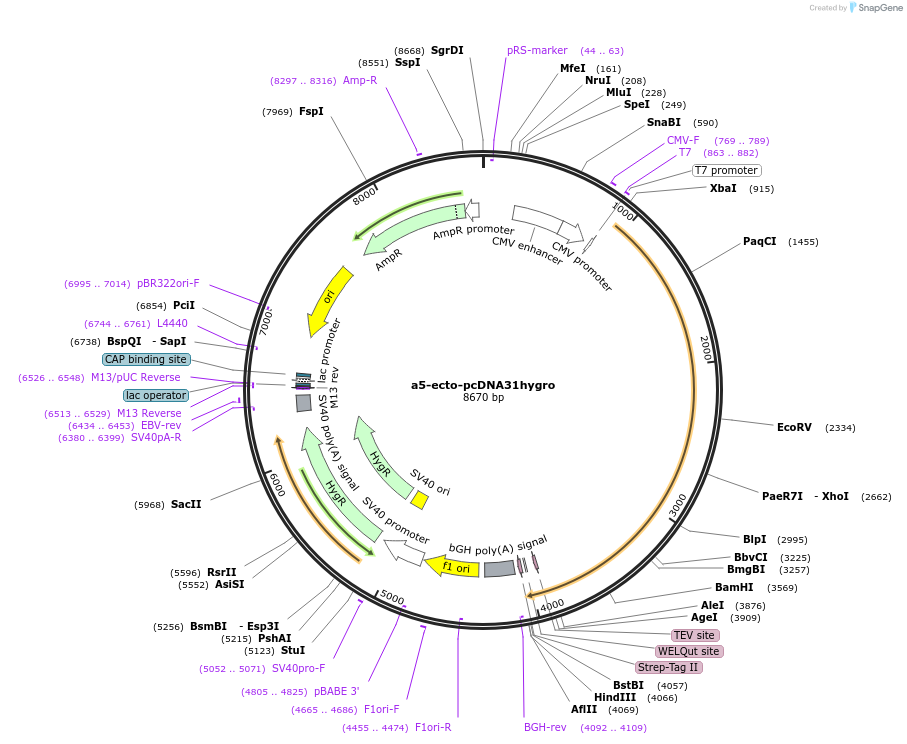 113386-plasmid-map-sequence-id-223607