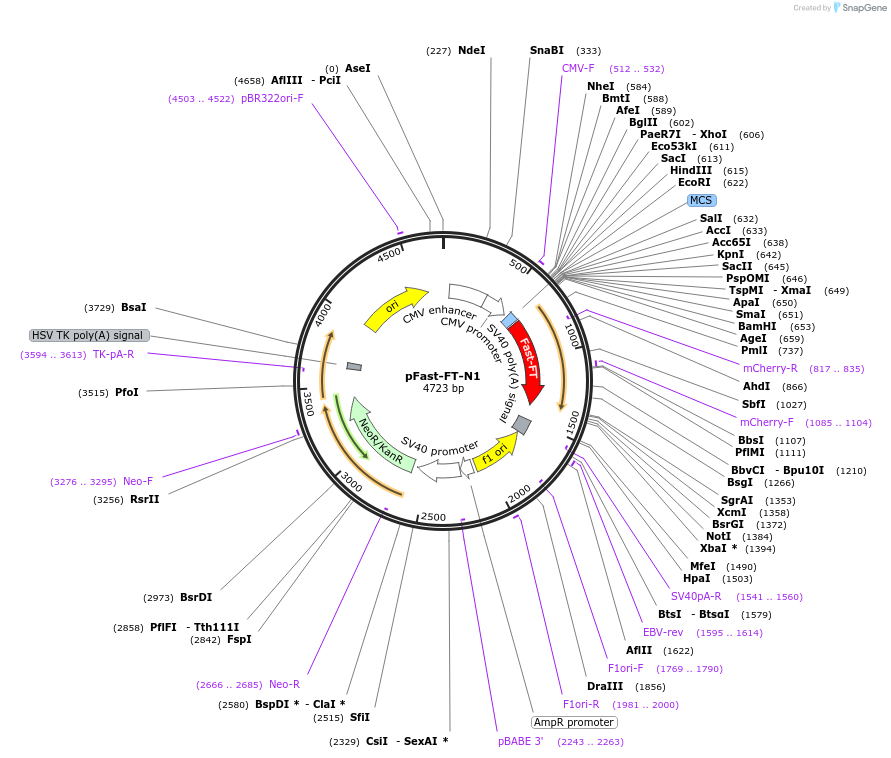 31910-plasmid-map-sequence-id-223611