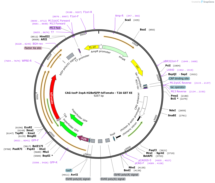 113840-plasmid-map-sequence-id-223613