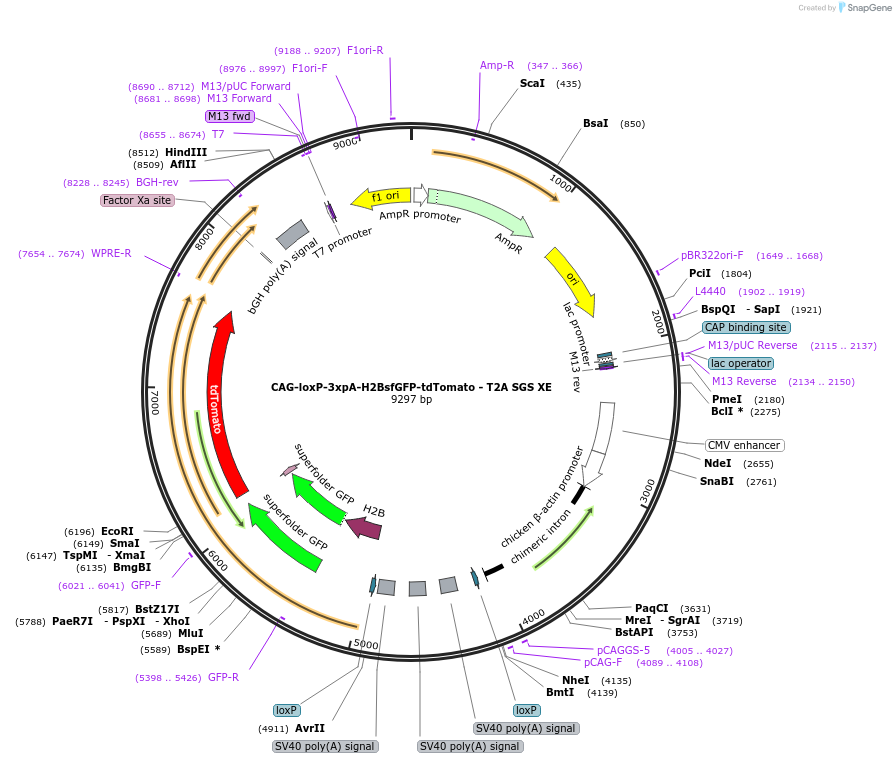 113841-plasmid-map-sequence-id-223614