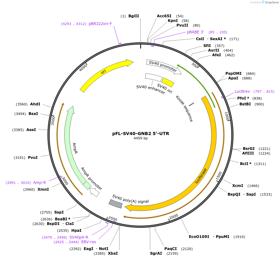 115355-plasmid-map-sequence-id-223624